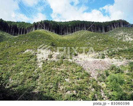 管理された森林 83060396