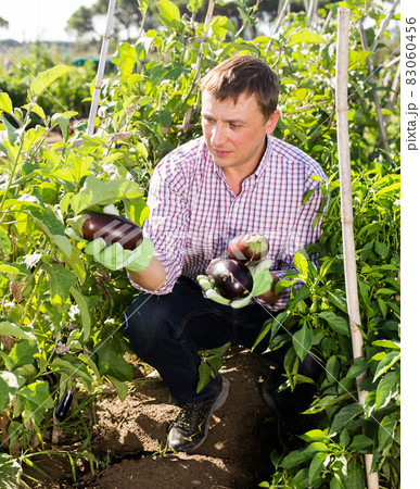 Male farmer harvesting ripe eggplant in the garden 83060456