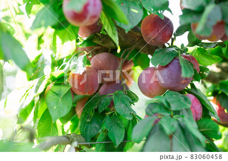 Ripe plums on trees 83060458