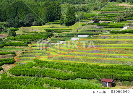 秋の鹿里の棚田 秋の鹿里の棚田 83060640