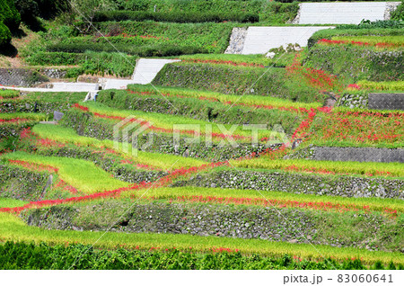 秋の鹿里の棚田 秋の鹿里の棚田 83060641
