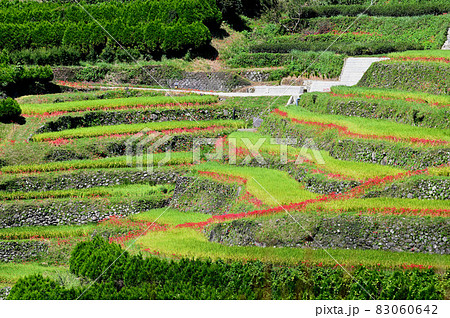 秋の鹿里の棚田 秋の鹿里の棚田 83060642