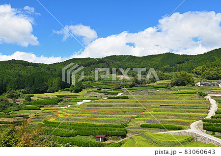 秋の鹿里の棚田 83060643