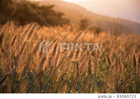 夕陽にきらめく草の群生 峠のチカラシバと秩父の山並み　b-2 クールカラー 83060723