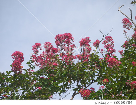 サルスベリの花 83060784