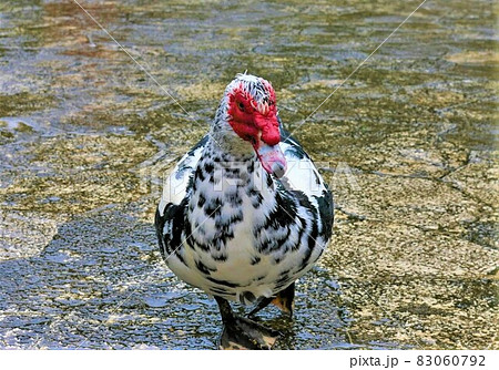 バリケン 83060792