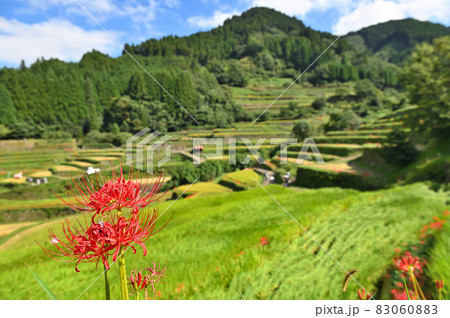 つづら棚田と彼岸花 つづら棚田と彼岸花 83060883