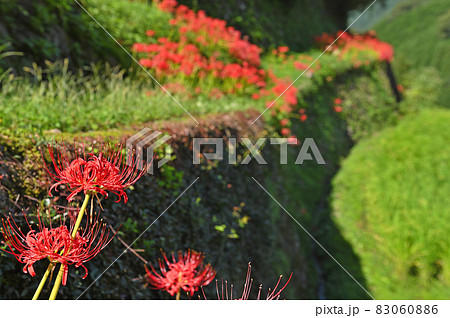 つづら棚田と彼岸花 83060886