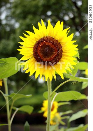 ひまわり 83060958
