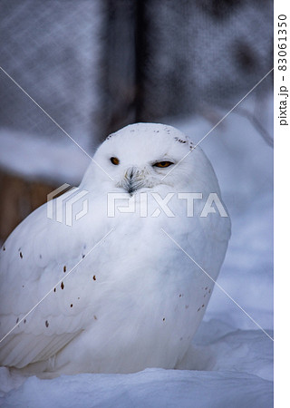 森の賢者　フクロウ 83061350