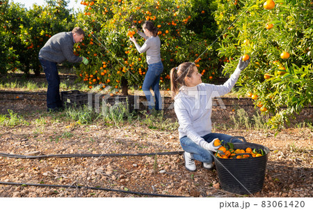 Three farmers picking ripe mandarins 83061420