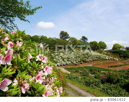 熊本市植木町　春の田原坂公園 83061422