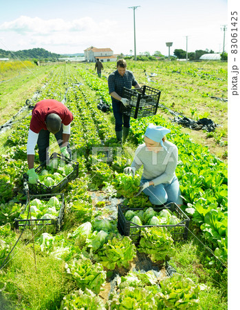 Men and woman gardeners picking harvest of cabbage 83061425