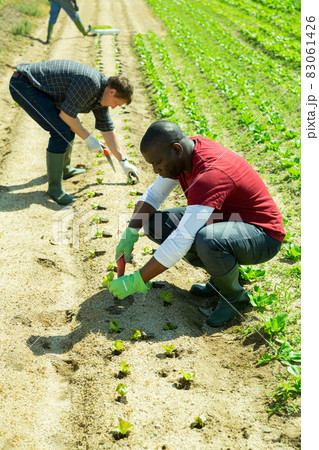 African american man gardener planting cabbage seedlings 83061426