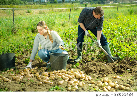 Farm family gathering crop of potatoes Farm family gathering crop of potatoes 83061434