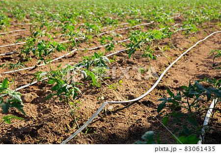 Automatic drip irrigation system for tomato seedlings in a field 83061435