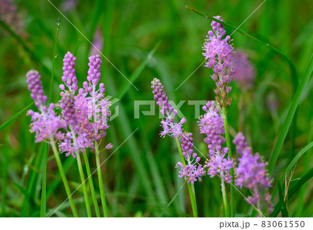 小さくて繊細な薄紫色の花を密集させた穂を付けて群生する素敵な花ツルボの写真素材