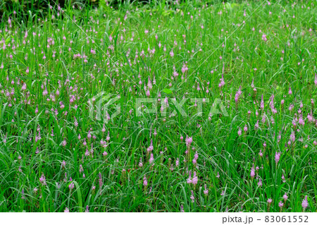 小さくて繊細な薄紫色の花を密集させた穂を付けて群生する素敵な花ツルボ 小さくて繊細な薄紫色の花を密集させた穂を付けて群生する素敵な花ツルボ 83061552