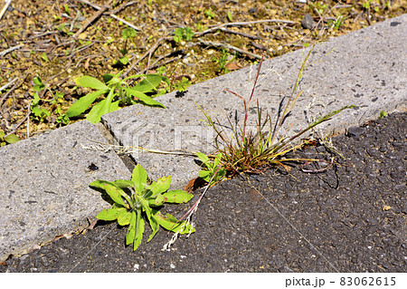 コンクリートの隙間から生えている雑草 83062615