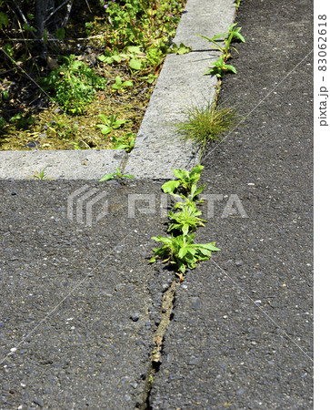 コンクリートの隙間から生えている雑草 コンクリートの隙間から生えている雑草 83062618