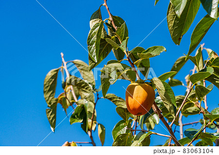 もうすぐ収穫　百目柿 83063104