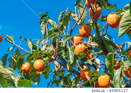 もうすぐ収穫 百目柿 もうすぐ収穫 百目柿 83063117