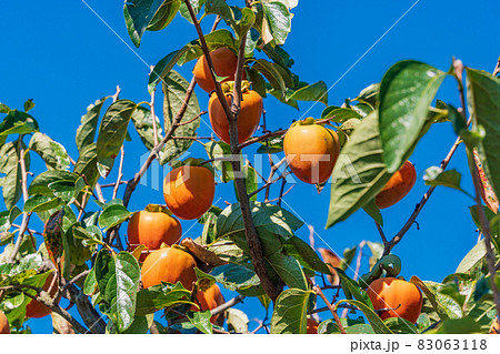 もうすぐ収穫　百目柿 83063118