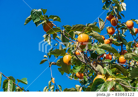 もうすぐ収穫　百目柿 83063122