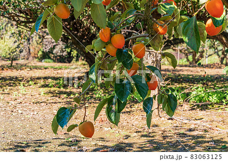 もうすぐ収穫 百目柿 もうすぐ収穫 百目柿 83063125