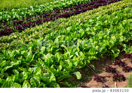 Rows of harvest of spinach on the farm field Rows of harvest of spinach on the farm field 83063150