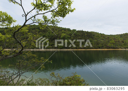 湖と緑(兵庫県加古川市 平荘湖) 湖と緑(兵庫県加古川市 平荘湖) 83063295