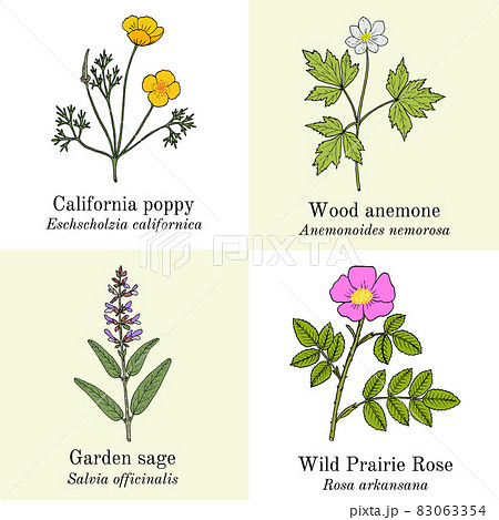 Set of edible and medicinal plants 83063354