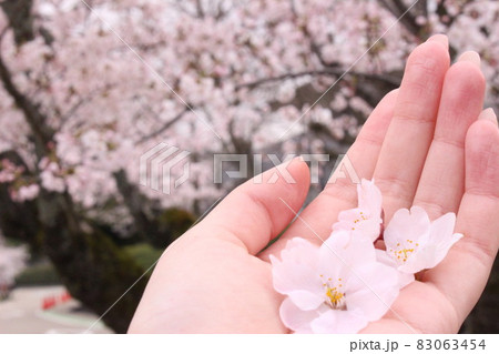 満開の桜の中で桜の花びらを持つ手 83063454