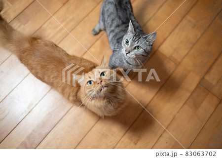 見上げる猫 83063702