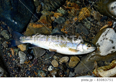 流れの中に置いた綺麗なニジマス 83063751