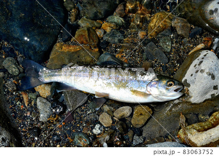 流れの中に置いた綺麗なニジマス 83063752