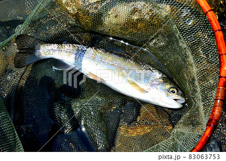 流れの中に置いた綺麗なニジマス 83063753