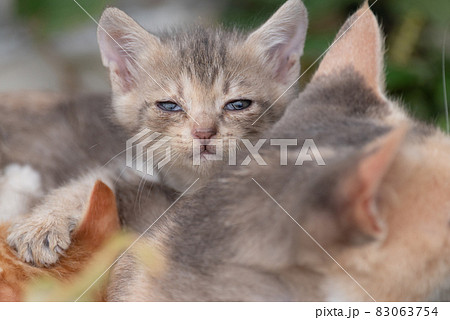 可愛い子猫 83063754