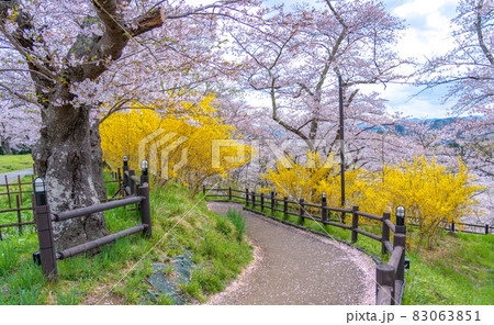船岡城址公園 桜坂(宮城県柴田町) 船岡城址公園 桜坂(宮城県柴田町) 83063851