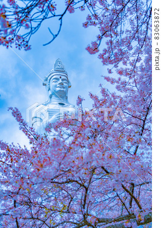 船岡城址公園　船岡平和観音と桜（宮城県柴田町） 83063872