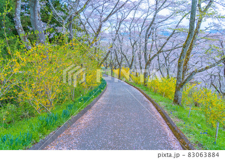 船岡城址公園 桜の咲く道(宮城県柴田町) 船岡城址公園 桜の咲く道(宮城県柴田町) 83063884