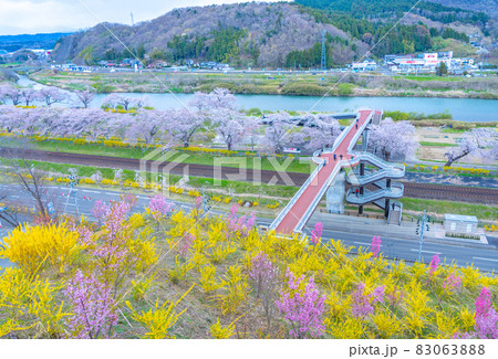 一目千本桜としばた千桜橋（宮城県柴田町） 83063888