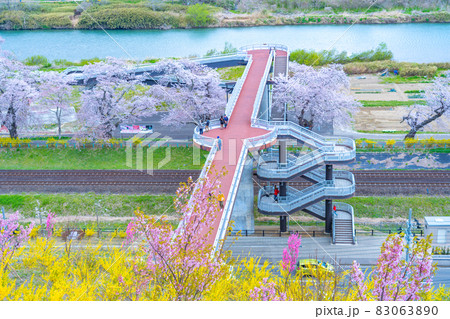 一目千本桜としばた千桜橋（宮城県柴田町） 83063890
