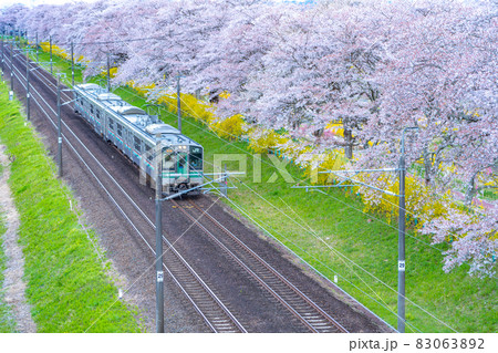 一目千本桜を行く東北本線（宮城県柴田町） 83063892