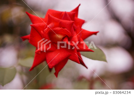 バラの花 Rose 83064234