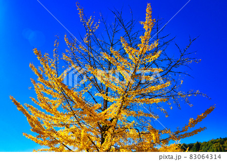 イチョウ科 公孫樹 鴨脚樹の写真 83064314