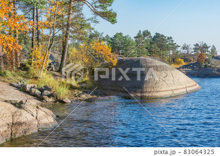 Trees on the cliffs of Lake Ladoga at autumn evening. Republic of Karelia. 83064325