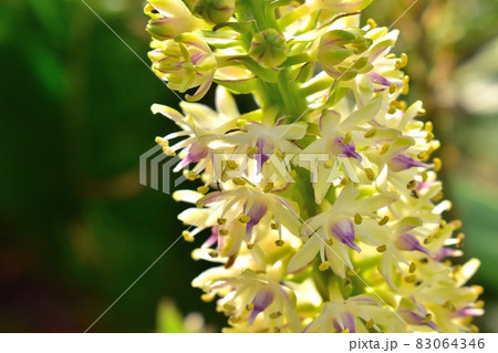 パイナップルリリー210710pm5:00 83064346