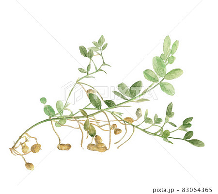 収穫したばかりの葉と根の付いた落花生 手描き水彩画 白バック Pngのイラスト素材