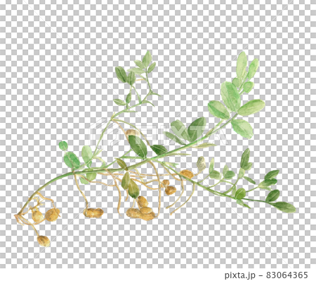 収穫したばかりの葉と根の付いた落花生【手描き水彩画】白バック PNG 収穫したばかりの葉と根の付いた落花生【手描き水彩画】白バック PNG 83064365